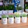 The idea of potted plant and flower container combination can be used as a decorative meaning for gifts and home landscaping 3