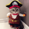 Funny high quality cosplay pirate costume for pet dog yorkie,chihuahua,maltese,poodle,cocker 3