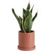 Cylinder round cement flower pot for home deco with terracotta color 3