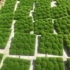 V-3083 Hot sale Artificial Stone Moss Green Grass Wall For Decoration 3